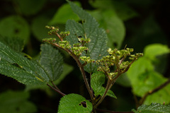 Laportea alatipes