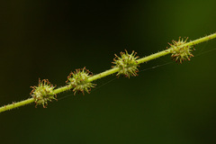 Boehmeria macrophylla