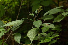 Laportea alatipes