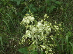 Yucca necopina