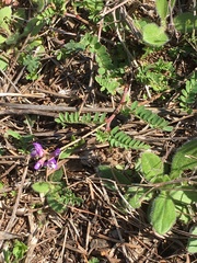 Astragalus crassicarpus