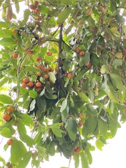 Diospyros malabarica