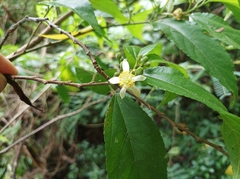 Grewia prunifolia