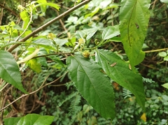 Grewia prunifolia