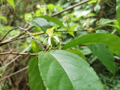 Grewia prunifolia