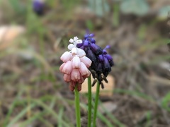 Muscari commutatum