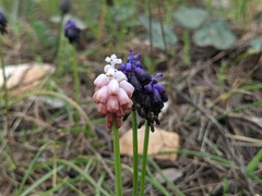 Muscari commutatum