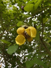 Gmelina philippensis