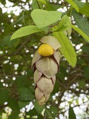 Gmelina philippensis