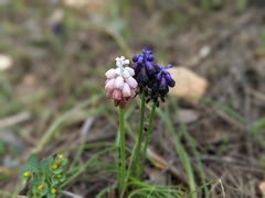 Muscari commutatum