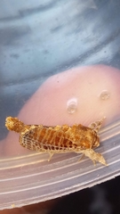 Indarbela tetraonis