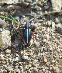 Dorcadion cinerarium