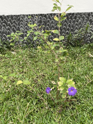 Thunbergia erecta image