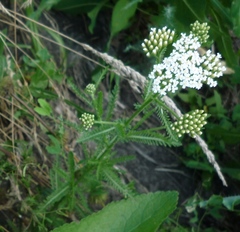 Achillea pannonica