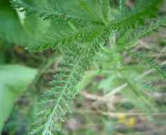 Achillea pannonica