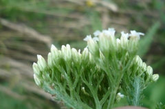 Achillea pannonica