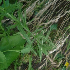 Achillea stepposa