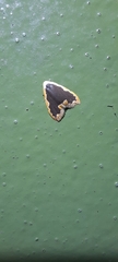 Diduga nantouensis