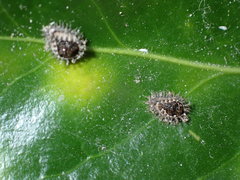 Chilocorus renipustulatus