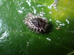 Chilocorus renipustulatus