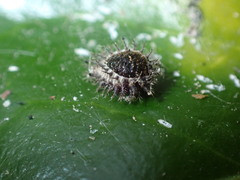 Chilocorus renipustulatus