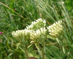 Achillea stepposa