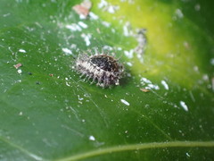 Chilocorus renipustulatus