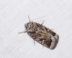 Proteuxoa oxygona