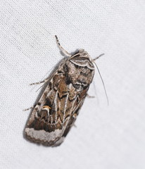 Proteuxoa oxygona