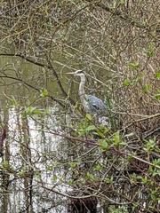 Ardea cinerea