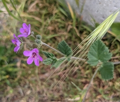 Erodium malacoides