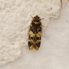 Apatema mediopallidum