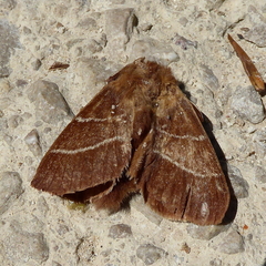 Macrothylacia digramma
