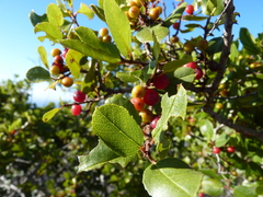 Rhamnus pirifolia