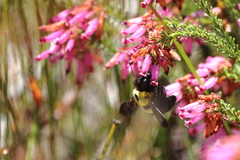 Erica cristata