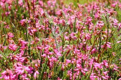 Erica cristata