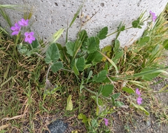 Erodium malacoides