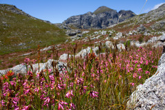 Erica cristata