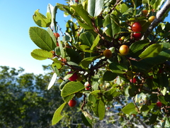 Rhamnus pirifolia