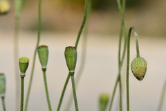 Papaver pinnatifidum