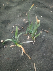 Pancratium maritimum