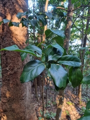 Cryptocarya foetida