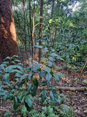 Cryptocarya foetida