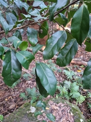 Cryptocarya foetida