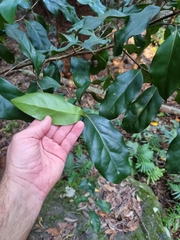 Cryptocarya foetida