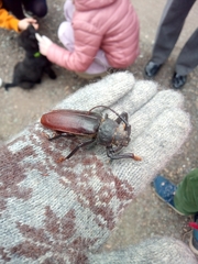 Rhaesus serricollis