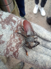Rhaesus serricollis