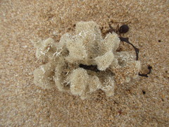 Dysideidae
