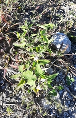 Solanum pilcomayense
