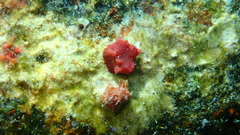Homotrematidae
